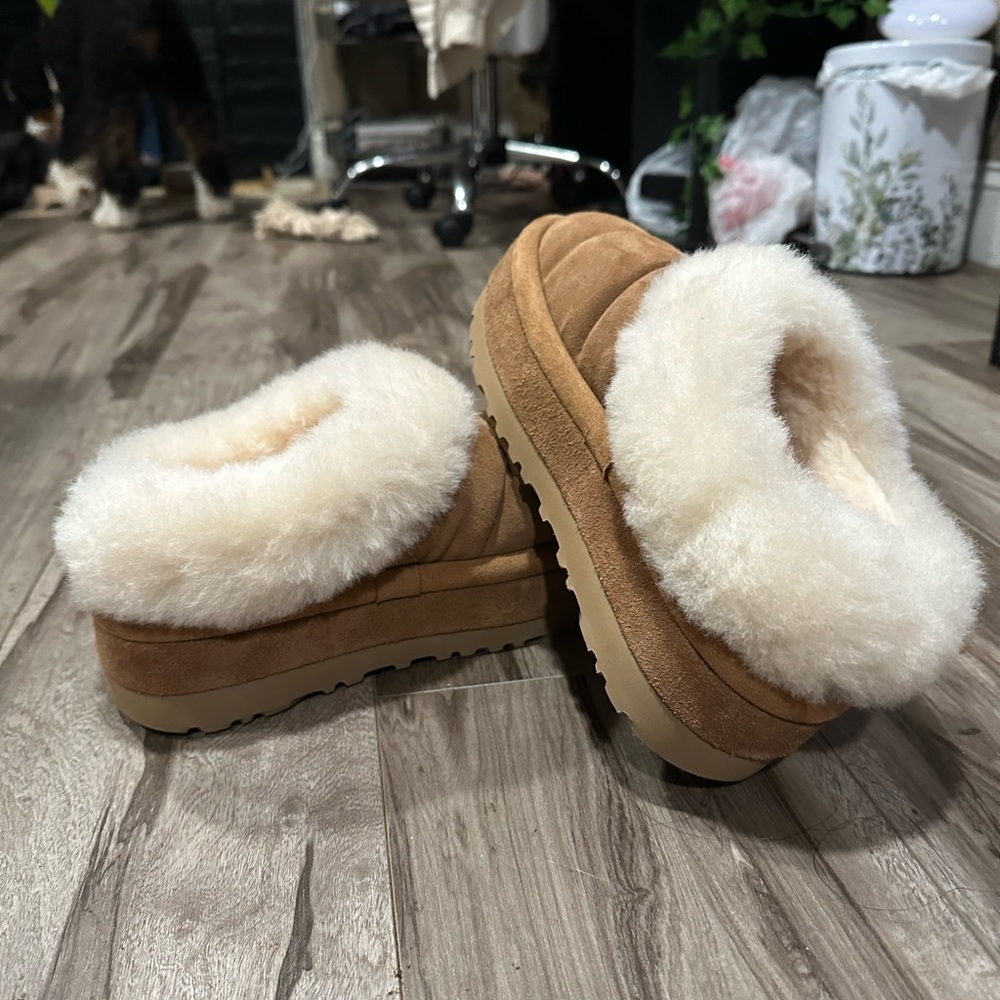 tazzlita uggs